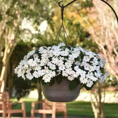  Impatiens Solarscape® White Pearl F1