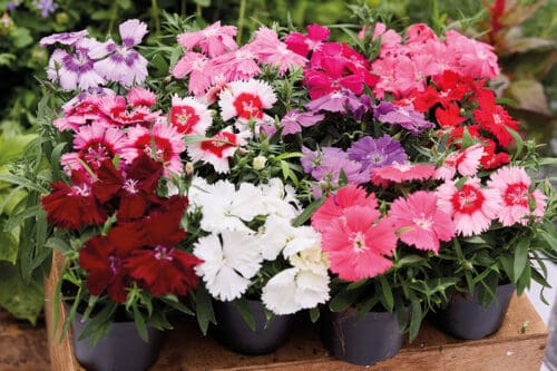 Dianthus Diana Mélange F1