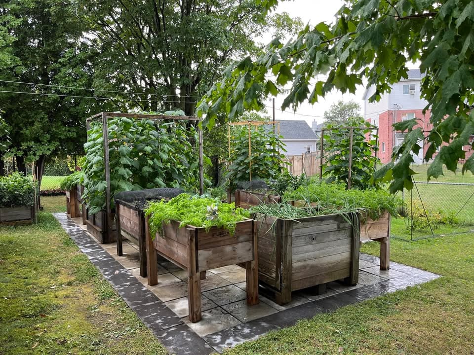 Poivron Dragonfly F1