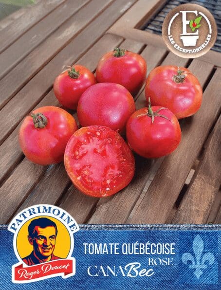 Tomate Rose Patrimoine Roger Doucet CanaBec