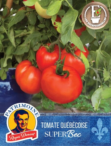 Tomate Patrimoine Roger Doucet SuperBec