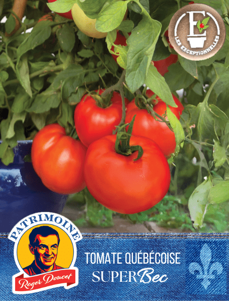 Tomate Patrimoine Roger Doucet SuperBec