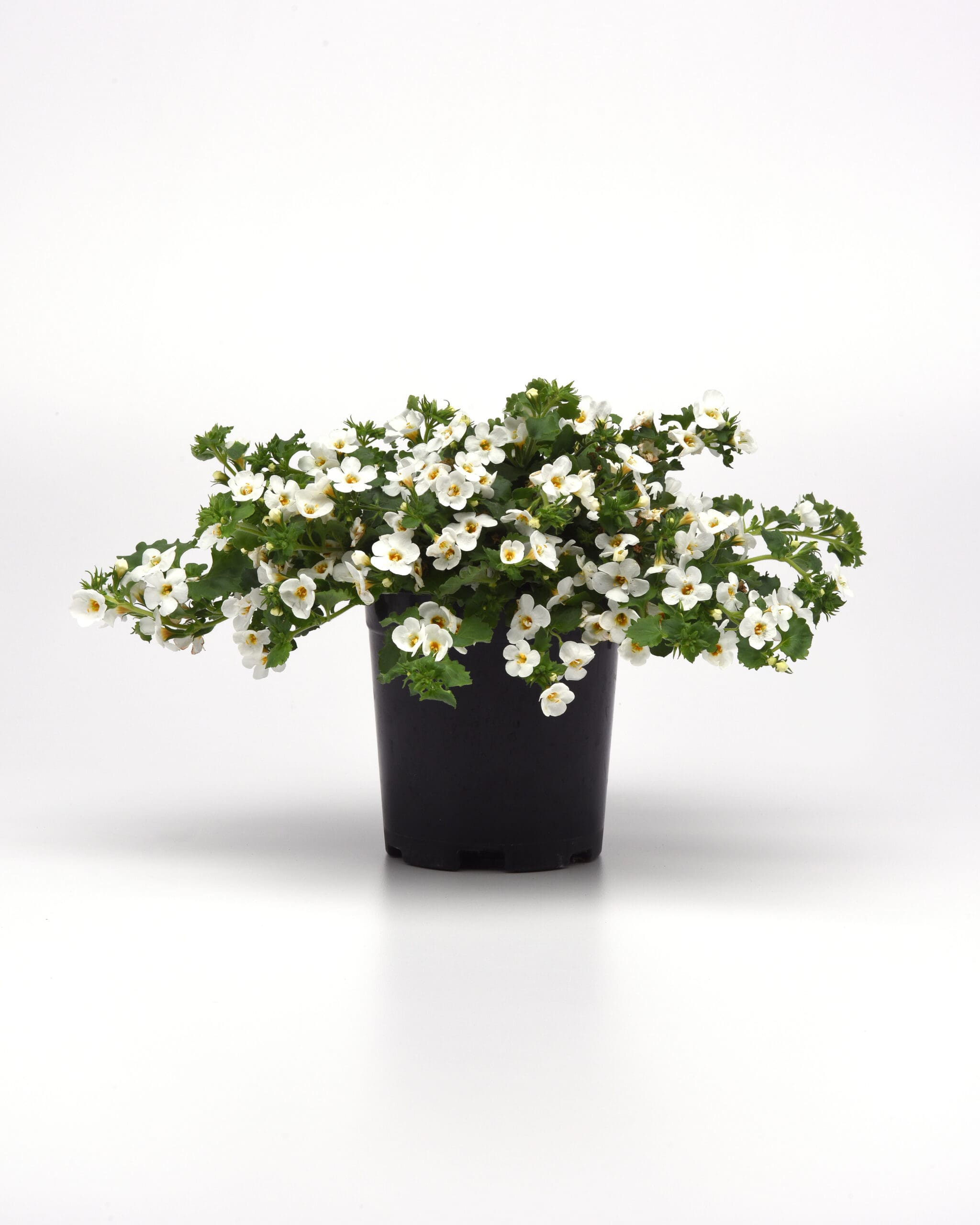 Bacopa Galactic Mist White F1 – Image 2