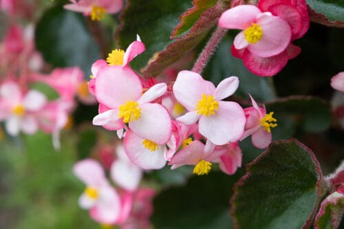 Bégonia Wookie Pink Splash F1