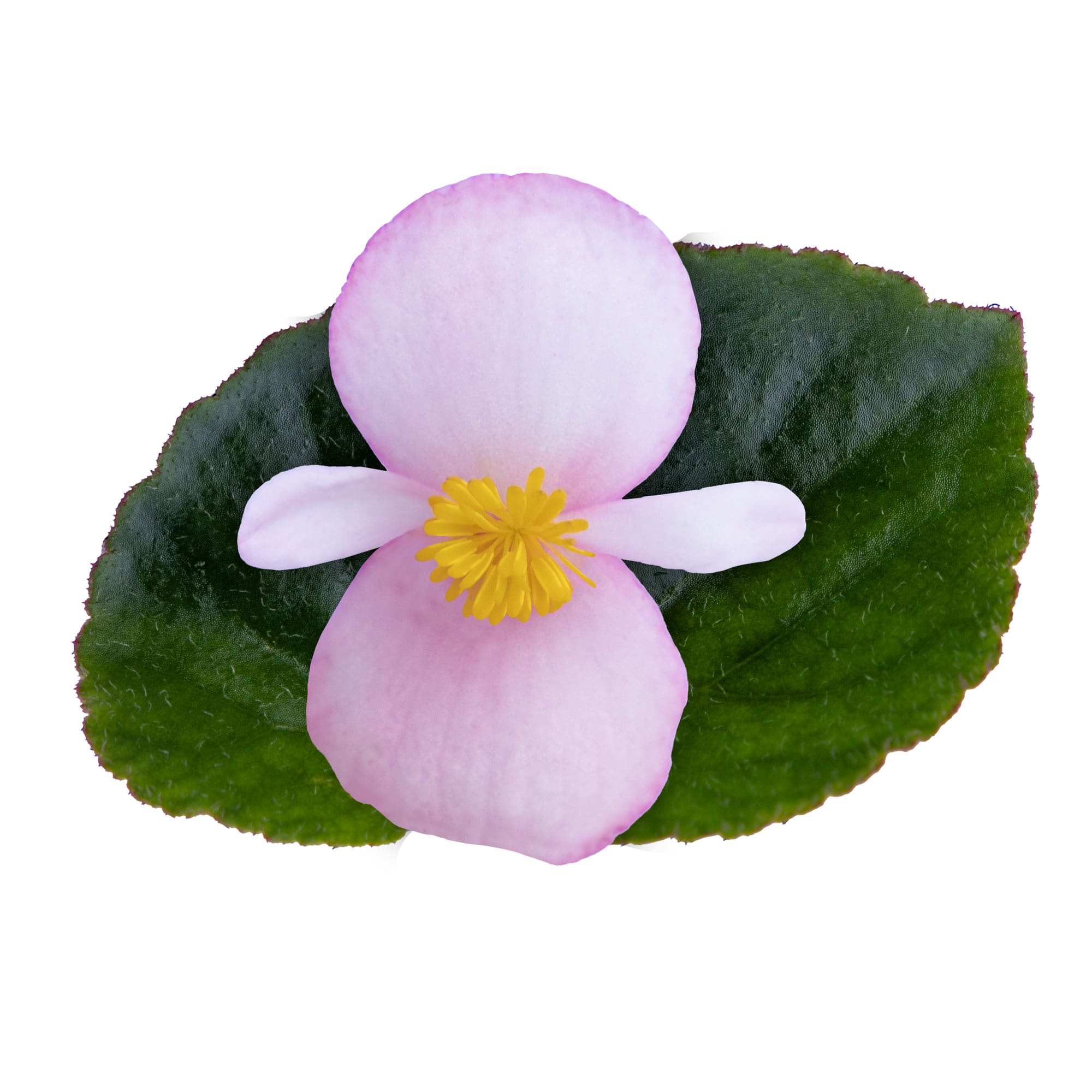 Bégonia Wookie Pink Splash F1 – Image 3