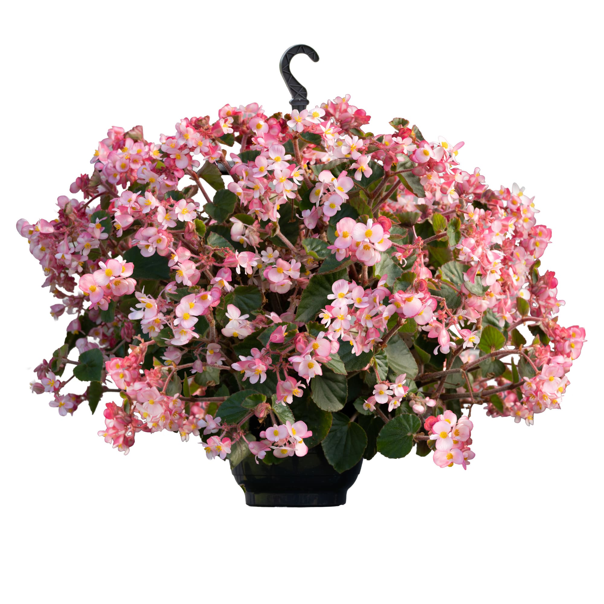 Bégonia Wookie Pink Splash F1 – Image 2