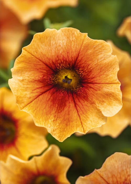 Petchoa Caliburst™ Nectarine F1