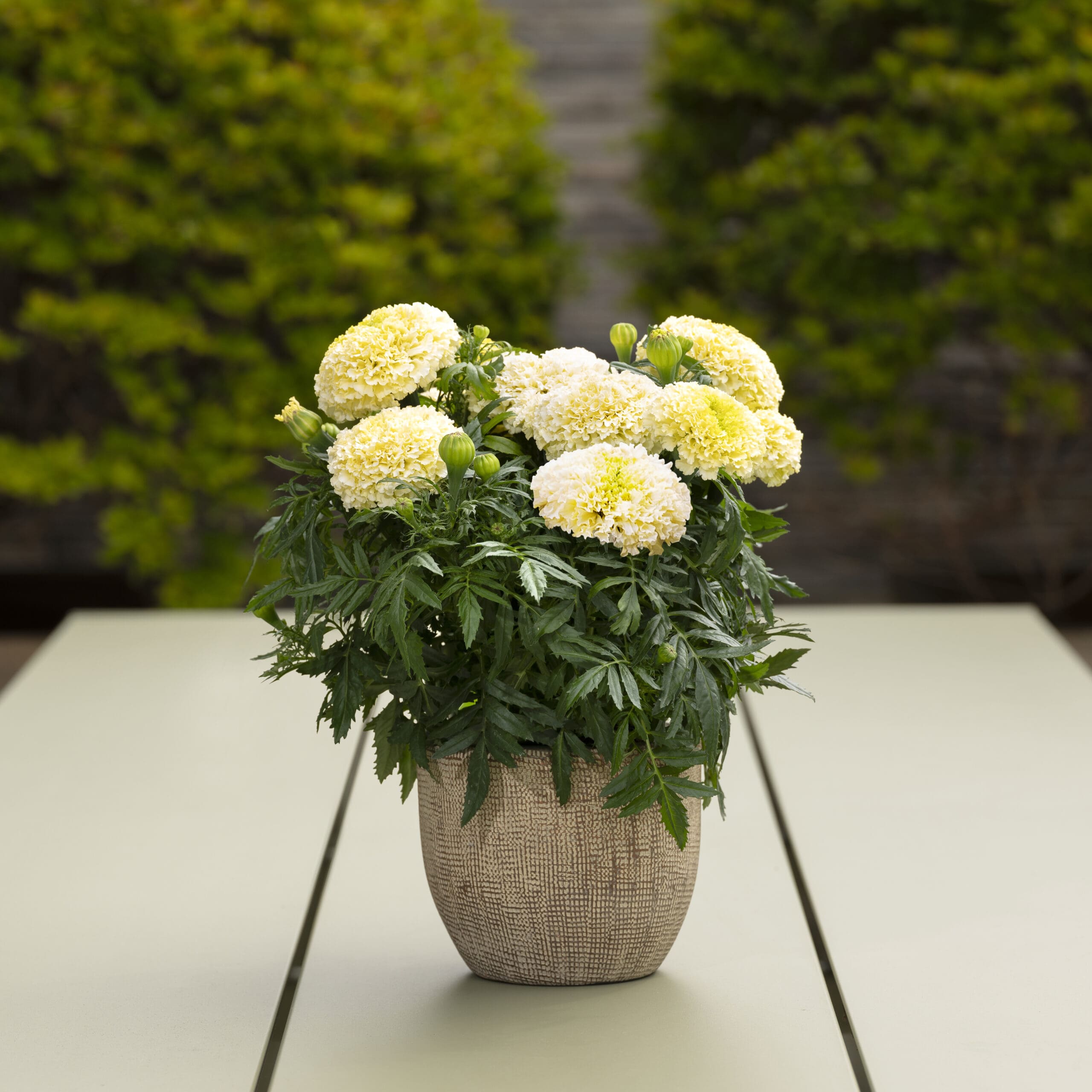 Tagetes Lana Lace