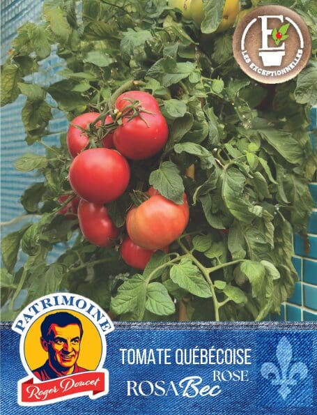 Tomate Rose Patrimoine Roger Doucet RosaBec