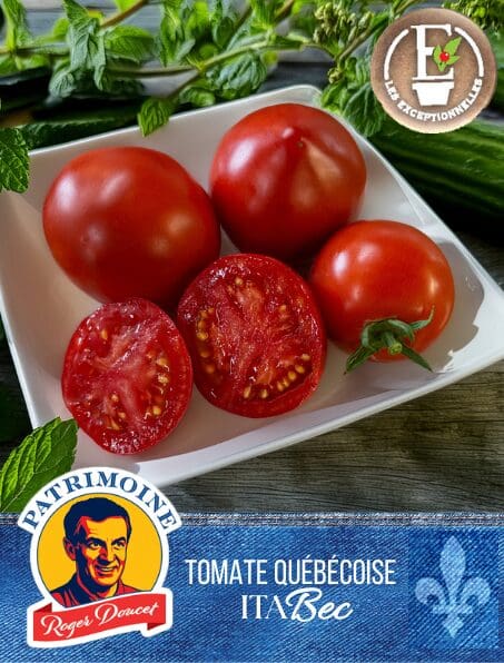 Tomate Patrimoine Roger Doucet ItaBec