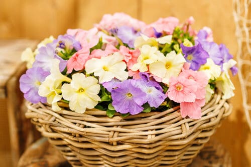 Pétunia Limbo *GP* Pastel Mélange F1