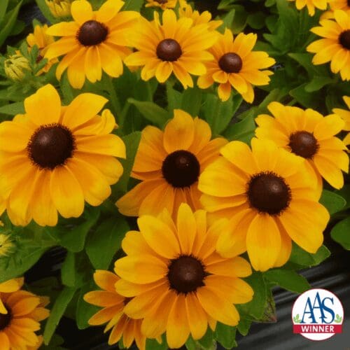 Rudbeckie Claire Orange F1