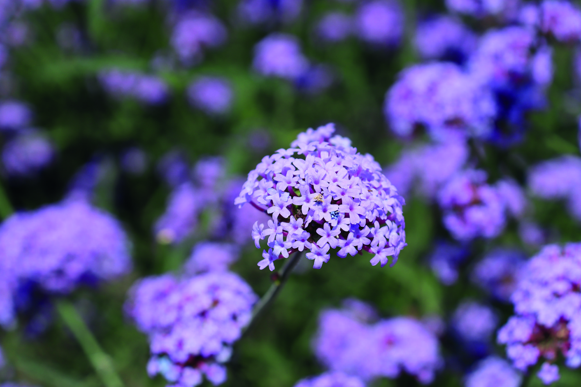 Verveine Flair
