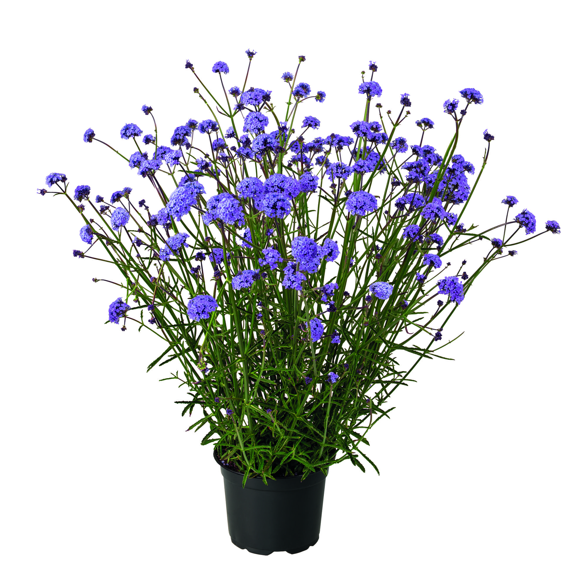 Verveine Flair – Image 3