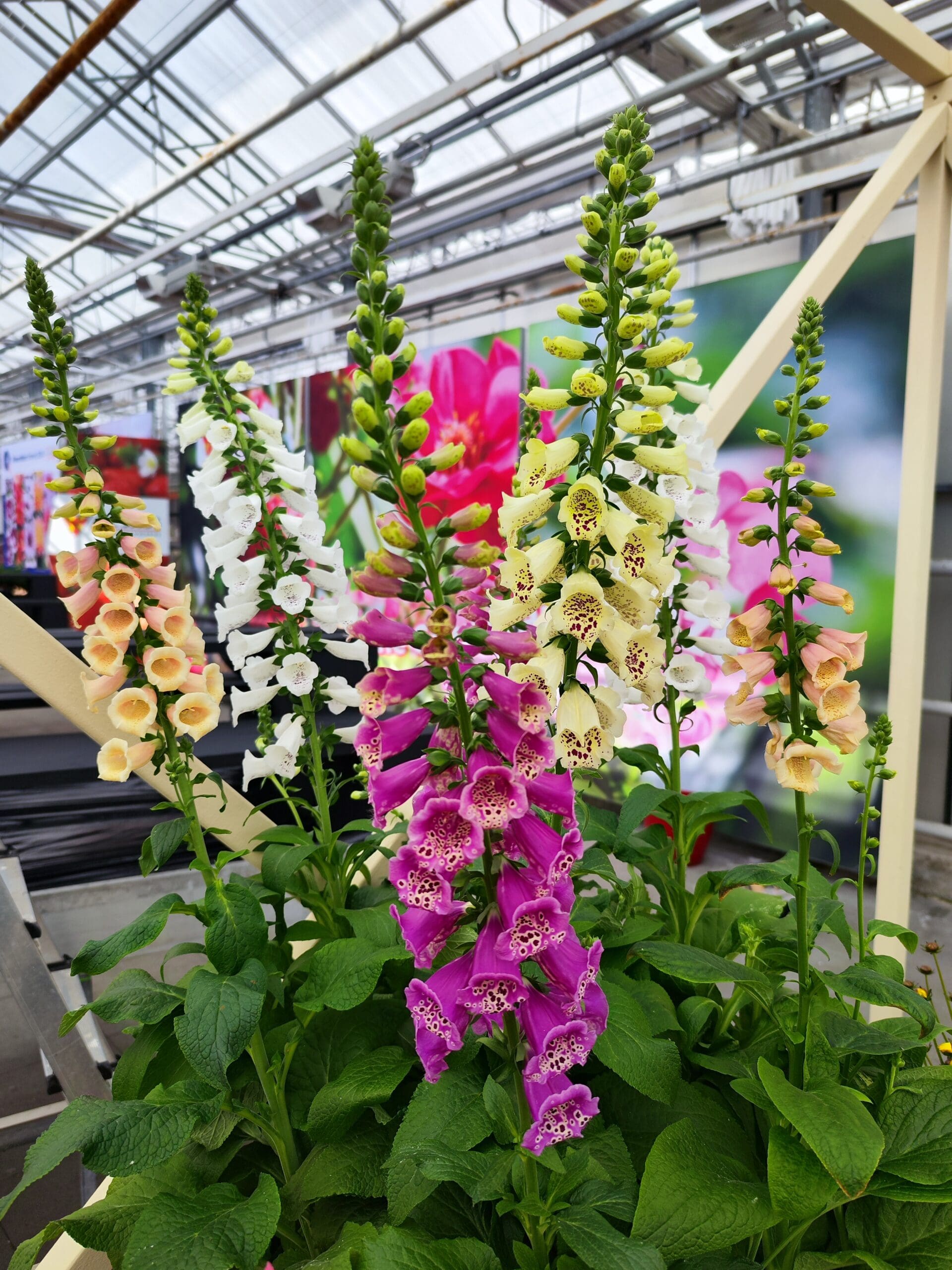 Digitalis DiBella™ Mélange