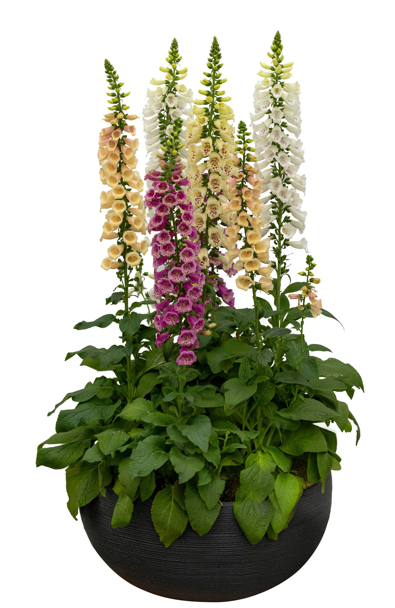 Digitalis DiBella™ Mélange – Image 3