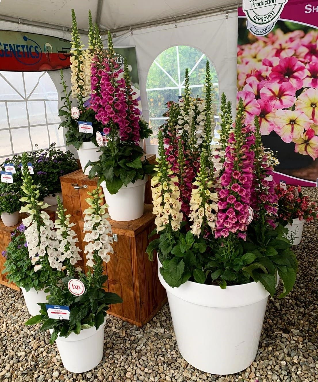 Digitalis DiBella™ Mélange – Image 2