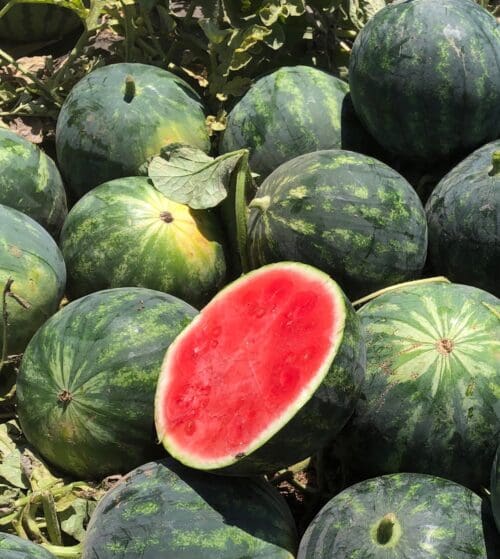 Mini Melon d’eau (sans pépins) Hyb. Exotica rouge