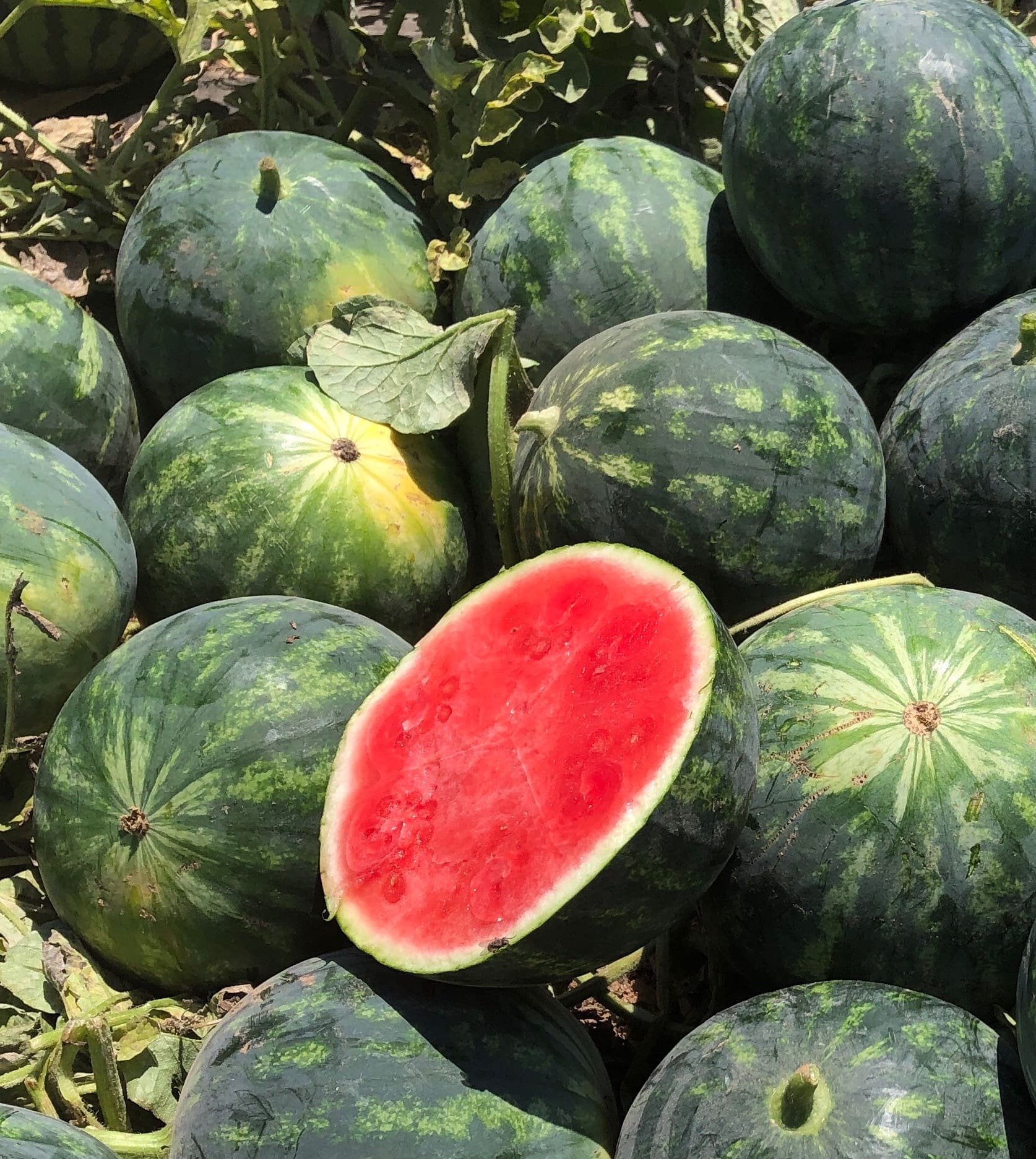 Mini Melon d’eau (sans pépins) Hyb. Exotica rouge