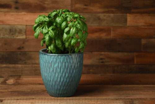 Basilic Monteverde Genovese