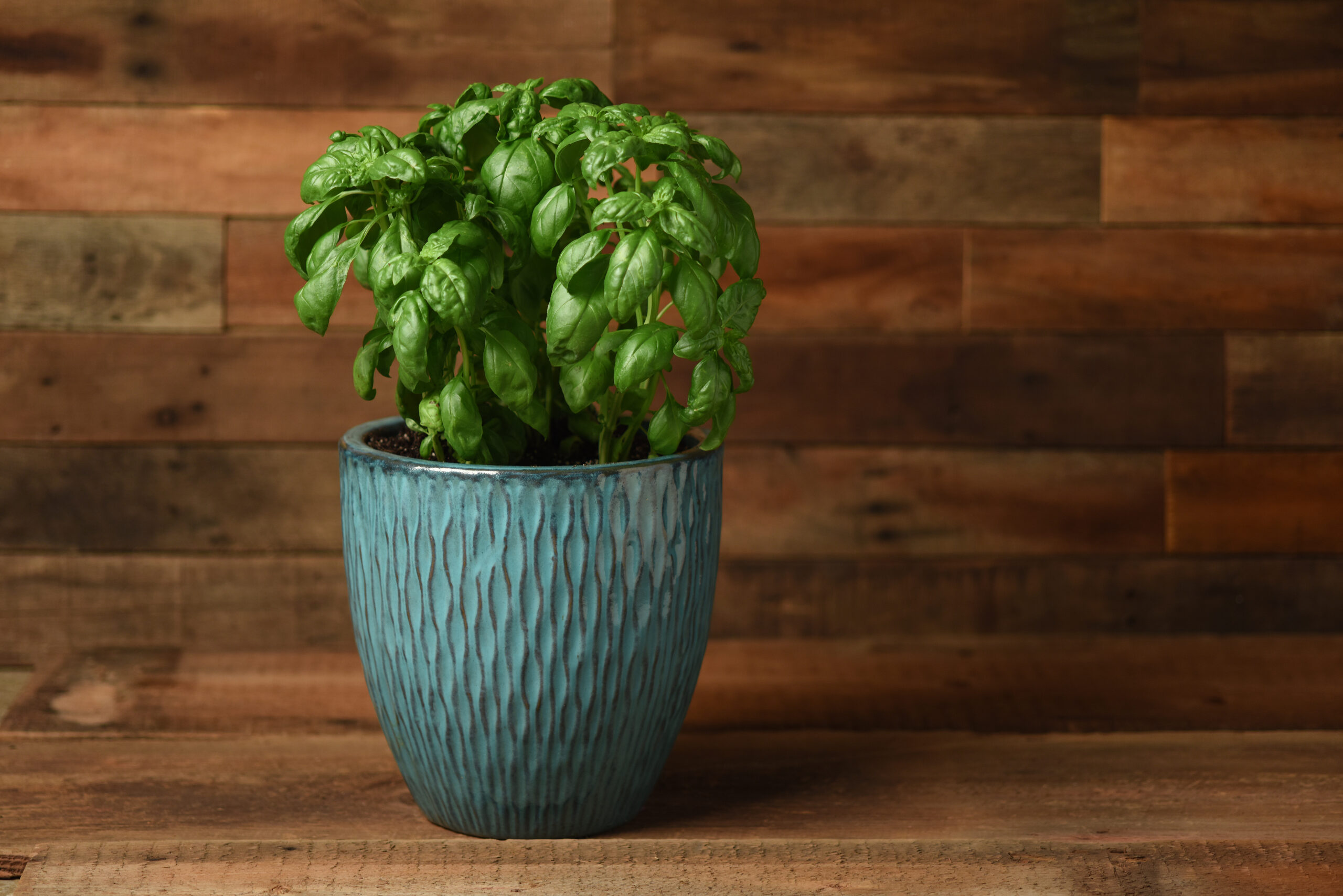 Basilic Monteverde Genovese